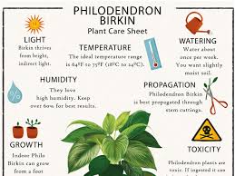 Do plants need special light to grow. Philodendron Birkin Care Best Kept Secrets