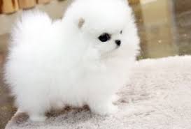 We carry some of the best teacup pomeranian puppies you will ever find. Teacup Pomeranian For Sale Near Me Cheap Online