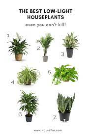 The Best Low Light Houseplants You Can