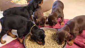 How Much You Need To Feed To Doberman Puppy Pets World