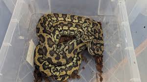 carpet pythons found abandoned in