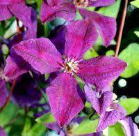 If you're already a clematis grower, you know all this. Climbers For Clay Soil Clematis Polish Spirit Clay Soil Plants Clay Soil Plants