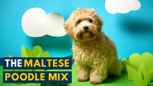 maltese poodle mix is the bright and