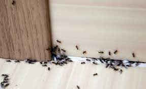 how to get rid of ants in the kitchen