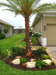 Small Palm Trees For Landscaping Bing
