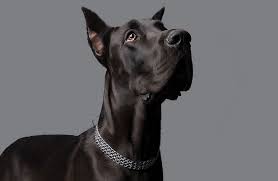 Great Dane Breed Guide And Insurance