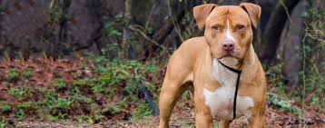 The staffordshire bull terrier hails from the bulldog and the british terrier. Staffordshire Bull Terrier Dog Breed Facts And Information Wag Dog Walking