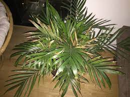 Palm Houseplant Problem