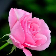 25 Most Beautiful Pink Roses Varieties