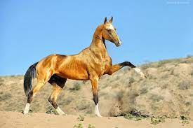 Буланый конь: описание и фото буланых лошадей