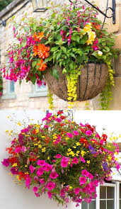 It does best in early spring and will. 15 Beautiful Flower Hanging Baskets Best Plant Lists A Piece Of Rainbow