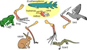 Learn how to draw the femur, patella, tibia, and fibula in this lesson! Homology Legs And Limbs