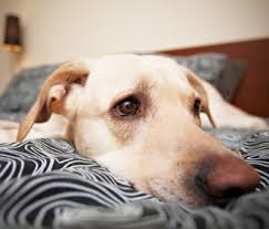 how to tell if your dog might be sick