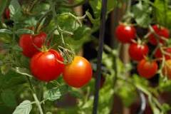 What does a cherry tomato taste like?