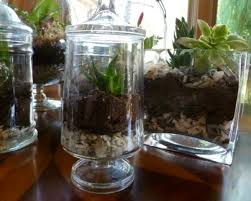 How To Make Your Own Green Terrarium To