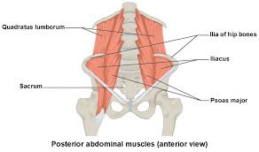 Axial Muscles Of The Abdominal Wall And Thorax Anatomy And