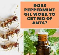 peppermint oil work to get rid of ants