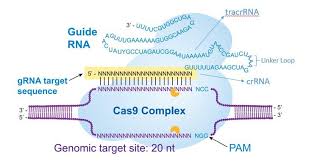 genome editing potential wins el prize