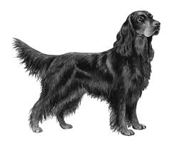 The gordon setter, the black avenger of the highlands, is a substantial bird dog named for a scottish aristocrat. Gordon Setter Wisdom Panel German