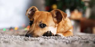 why do dogs rub their faces on a carpet