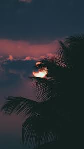 Picture of sunset tree and moon, silhouette of tree stock photo, images and stock photography. Palm Tree Under Full Moon Photo Free Nature Image On Unsplash