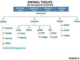 Draw Flow Diagram Of Animal Tissues Brainly In