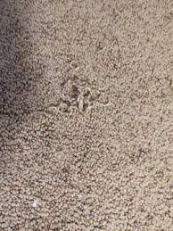 mccrorie carpet one floor home 547 n