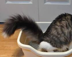Image of cat straining to use the litter box