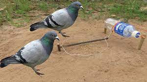 diy pigeon trap using pocari sweat