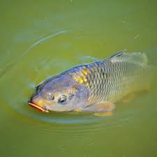 list of pond fish that eat algae top