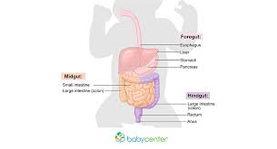 Fetal Development Your Babys Digestive System Babycenter