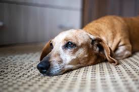 cancer in dogs signs care advances