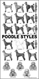 Poodle Cut Chart Goldenacresdogs Com