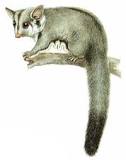 Image result for Sugar Gliders For Sale