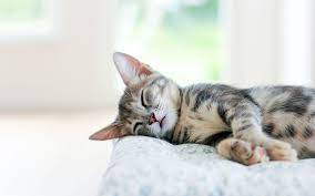 Sleeping Cat Wallpapers - Top Free ...