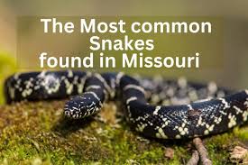 black snakes in missouri and 18 more