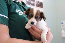 Look at that pop on the left, he does not have his eyes on the picture on the left, he looks over his brother. Happy Ending For Six Week Old Jack Russell Puppy Abandoned After Being Bought Online