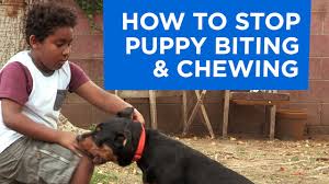 Why is my puppy biting? How To Stop Puppy Biting And Chewing Youtube