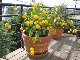 Growing Citrus Trees In Containers