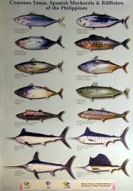 Pin By Darlane Bartolome On Tips Pelagic Fish Fish Chart