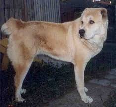 Preserving the traditional central asian shepherd alabai dog. Central Asian Ovtcharka Dog Breed Information And Pictures