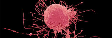 Image result for medica stem cells
