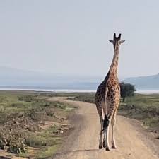 Kubwa Five Safaris Reviews 2022 | Trustindex.io