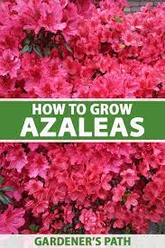 How to Grow and Care for Azalea Bushes | Gardener's Path