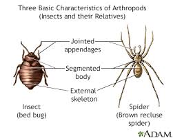 brown recluse spider information