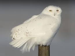 Snowy Owl Identification All About Birds Cornell Lab Of