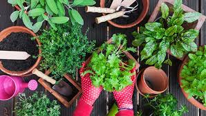 Growing Herbs In Containers