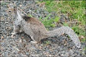 Wildlife Around Las Vegas, California Ground Squirrel (Otospermophilus  beecheyi)