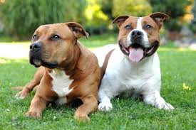 staffordshire bull terrier dog breed