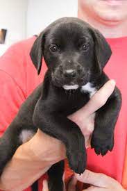 Make sure you are not only choosing the right breed for you, but also that you're getting it from the right individual. Pet Of The Week Litter Of Black Lab Puppies Caldwells Nj Patch